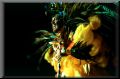 carnaval001