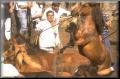 91-Img0032