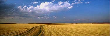 Campo de trigo en agosto - provincia de Valladolid