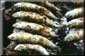 sardinas007